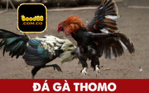 Đá gà trực tuyến thomo